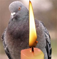 Pigeon Day