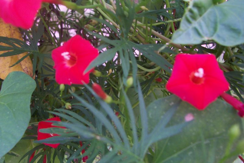 Davy's Louisiana Gardening Blog Cardinal Climber