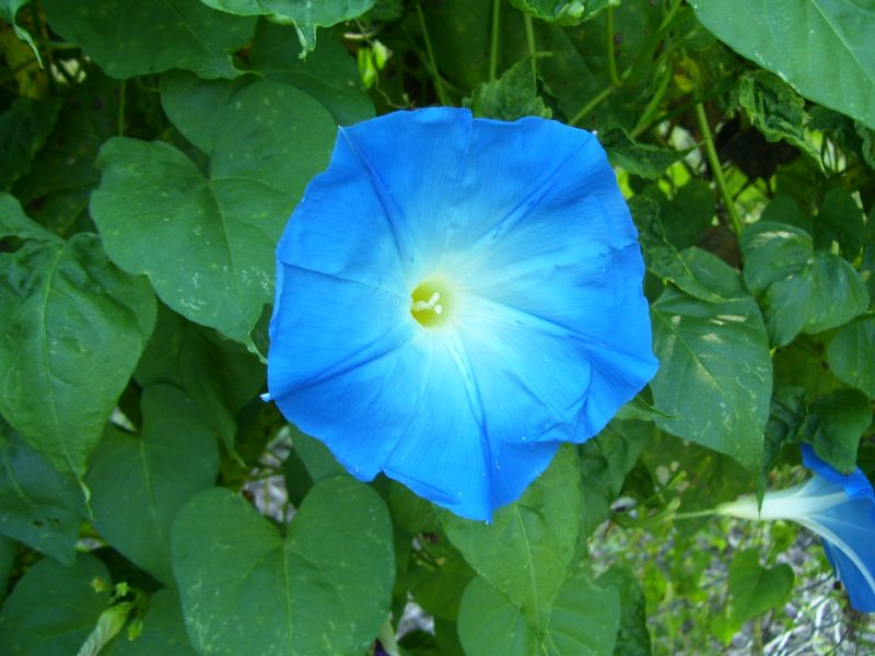 Davy's Louisiana Gardening Blog: Heavenly Blues