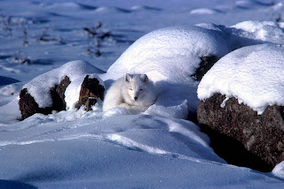 arctic white fox, that does not hibernate
