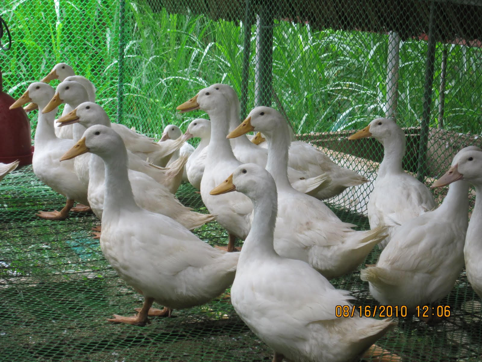 Superior Genetics!: Peking duck breeders at 66 days