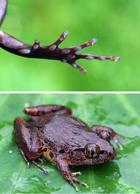 animal frog claws 