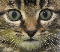 Un jeune chat abyssin. Tous n'ont pas ce profil ressemblant à celui du chat de gouttière. Document AFP/Samuel Kubani.