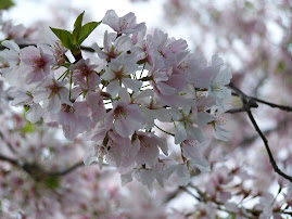 DC Cherry Blossoms