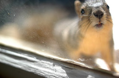 squirrel at window yb seizethedave