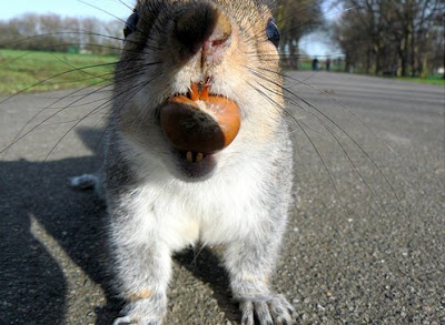 cheeky squirrel from mikeworld
