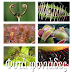 Φυτά φονιάδες - Plants killers