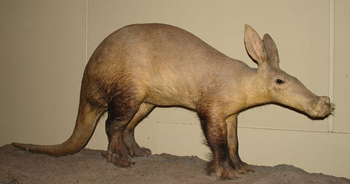 Giant Aardvark