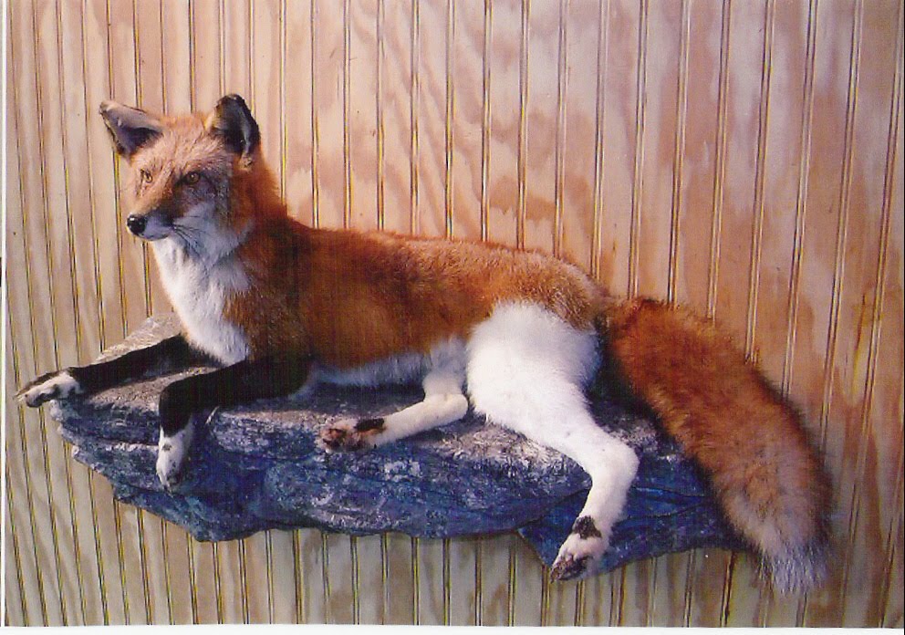 The World of Strange Animals of a Different Color