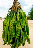 buah pete
