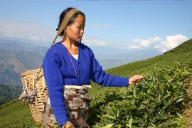 Agricultural Commercialization