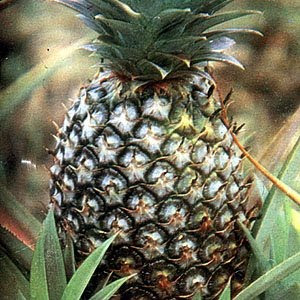 alamat ng pinya