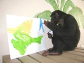 A place I love to go....... volunteering for the great apes