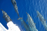 Dolphins