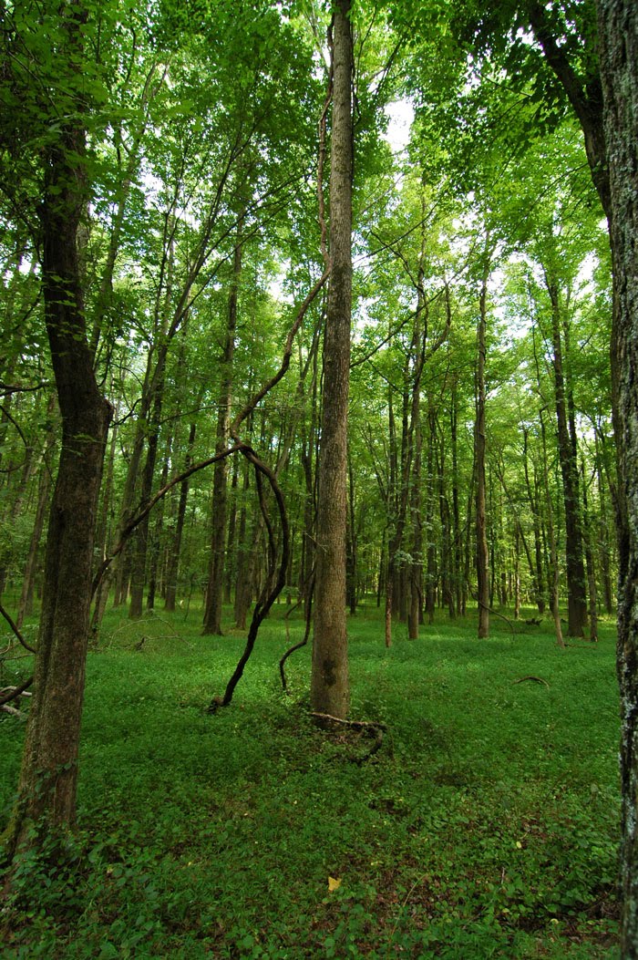 52 NonTourist Things To Do In DC No. 1 Huntley Meadows Park