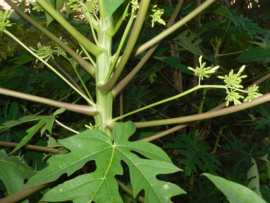 Farm, yeah papayas