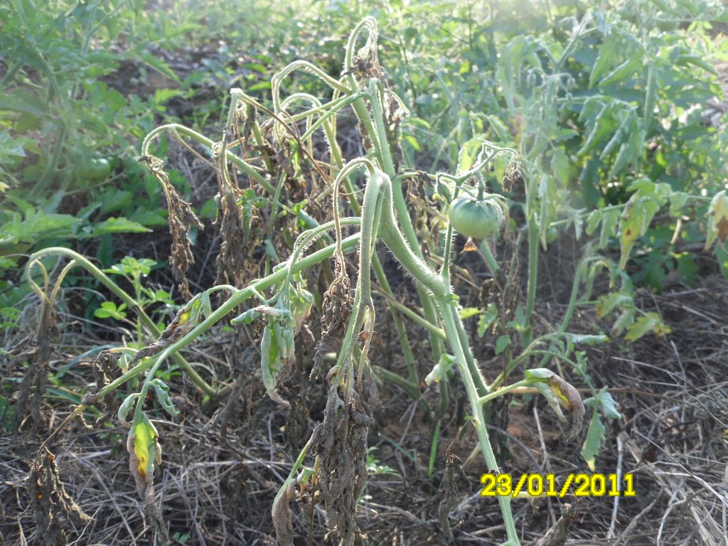 Farm, yeah wilt, wither and winter