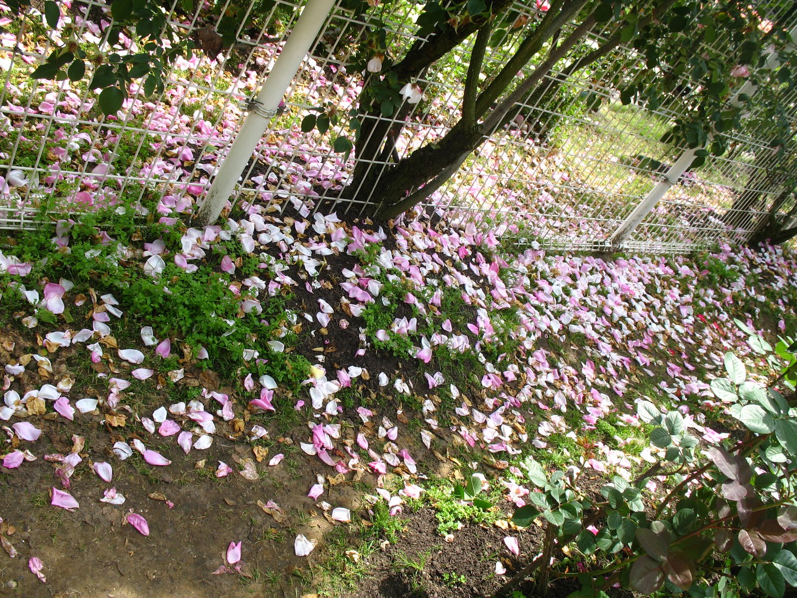 The New Normal: The Rose Garden