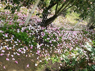 The New Normal: The Rose Garden