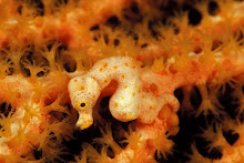 Pygmy Seahorse in the Solomon Islands