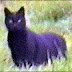 The Mystery of Bodmin Beast