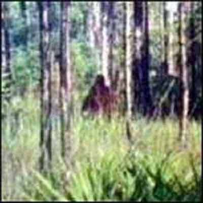 Skunk Ape - Unsolved Mysteries In The World