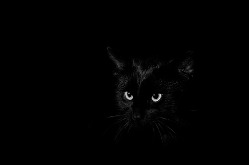 The folklore surrounding black cats varies from culture to culture