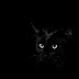 Black Cat