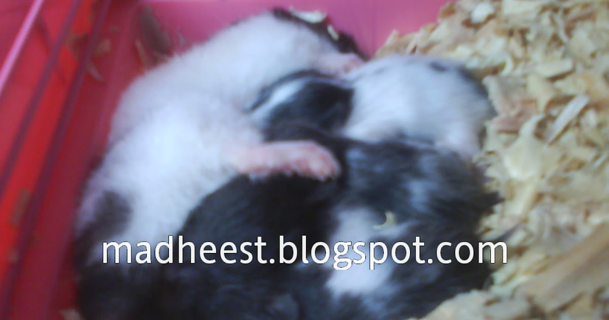 Madhee S Hamster Sugar Glider Kelahiran Yang Ketiga Syrian Fujiyama Gue