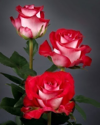 imagenes de rosas con movimiento y brillo