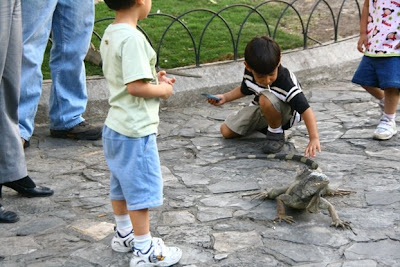 Smoking Iguana
