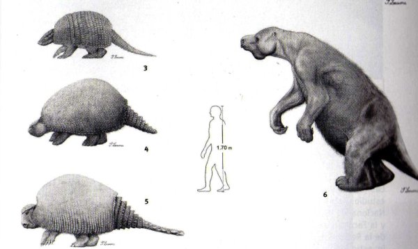 the modern armadillo and the prehistoric glyptodon the modern armadillo and the prehistoric glyptodon