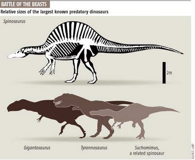 el tyrannosaurio bebe crecio para morir? - Página 3 Spinosaurus+tyranosaurus+giganotosaurus