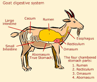 Female Goat Anatomy