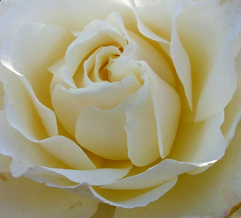 [white-pale-rose-heart-636.jpg]