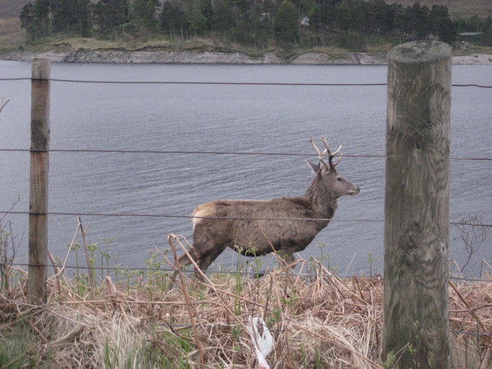 Red Deer