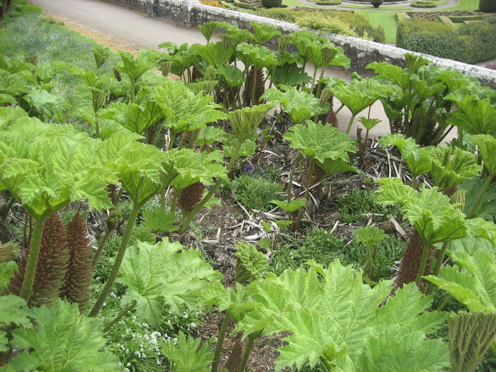Plants at Dunrobin Castle