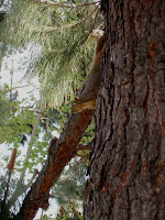 Squirrel in tree, Burbank