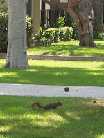 Squirrel on driveway in Burbank