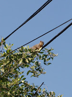 Squirrel on phone cable