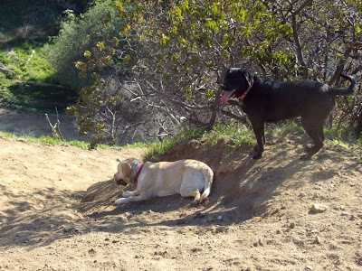 Happy Labradors