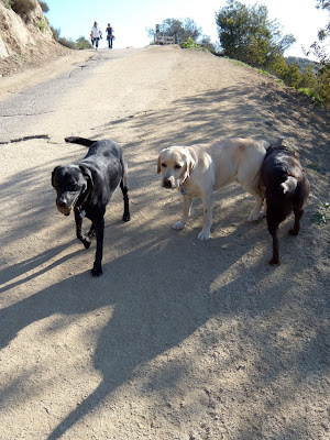 Tired Labradors