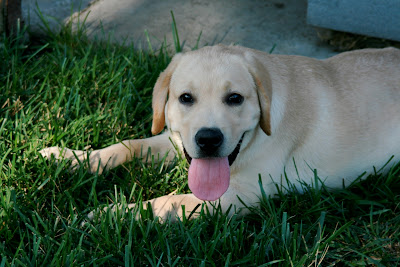 14 week Labrador pup Cooper