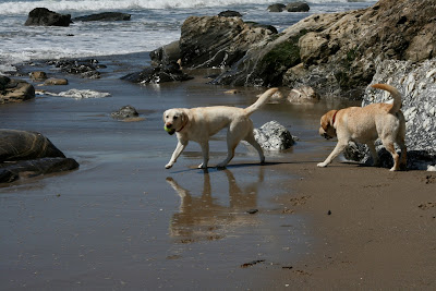 Labrador beach play