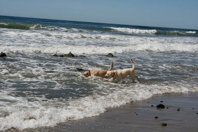English and American Labradors in the surf