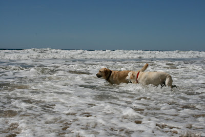 Surf yellow Labradors