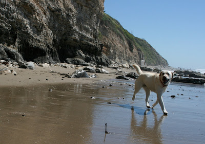 American yellow Labrador