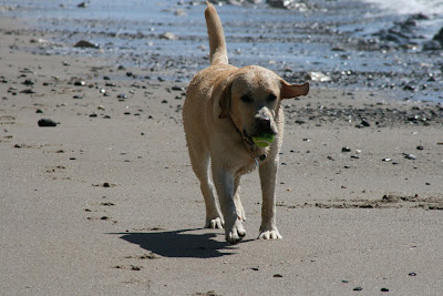 Beach Labrador Cooper