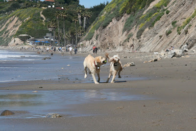 Hendry's Beach off-leash dogs