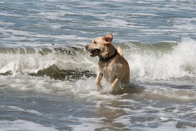 Labrador Cooper in the waves